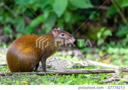 Central American agouti - Dasyprocta punctata, La Fortuna Costa Rica 87778253