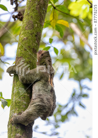 Pale-throated sloth, La Fortuna, Costa Rica wildlife 87778255
