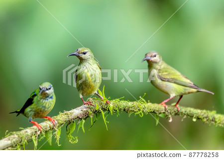 Red-legged honeycreeper female, La Fortuna, Costa Rica Red-legged honeycreeper female, La Fortuna, Costa Rica 87778258