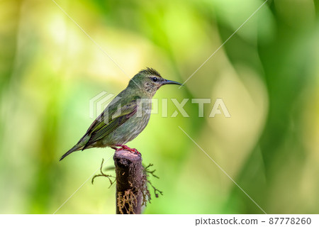 Red-legged honeycreeper female, La Fortuna, Costa Rica 87778260