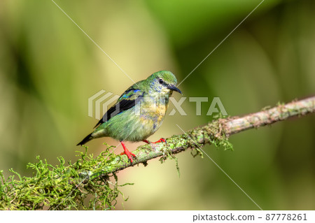 Red-legged honeycreeper female, La Fortuna, Costa Rica Red-legged honeycreeper female, La Fortuna, Costa Rica 87778261