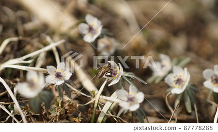 Japanese bee sucking the nectar of Eranthis pinnatifida 87778288