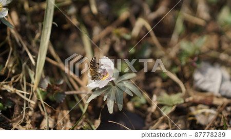 Japanese bee sucking the nectar of Eranthis pinnatifida Japanese bee sucking the nectar of Eranthis pinnatifida 87778289