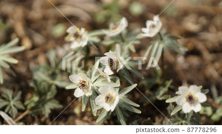 日本蜜蜂吮吸 Eranthis pinnatifida 花蜜 87778296