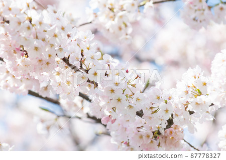 Akiyoshino in full bloom Akiyoshino in full bloom 87778327