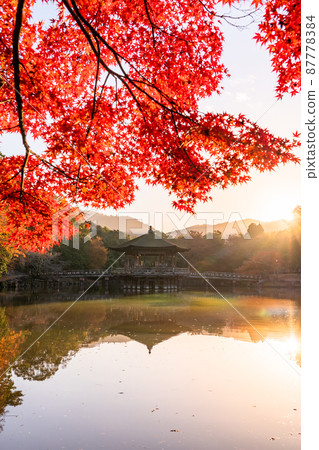 《Nara Prefecture》 Autumn leaves and Ukimido / Autumn Nara Park 87778384