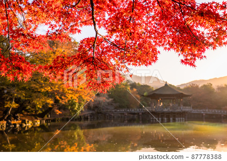 《奈良縣》秋葉浮見堂 / 秋天的奈良公園 87778388