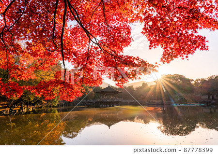 《奈良縣》秋葉浮見堂 / 秋天的奈良公園 87778399
