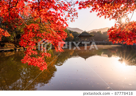 《奈良縣》秋葉浮見堂 / 秋天的奈良公園 87778418