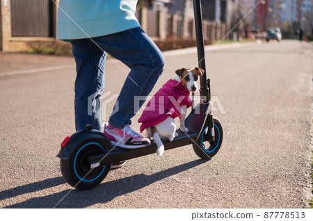 A woman rides an electric scooter around the cottage village with the Dog. Jack Russell Terrier in a pink jacket on a cool autumn day. A woman rides an electric scooter around the cottage village with the Dog. Jack Russell Terrier in a pink jacket on a cool autumn day. 87778513