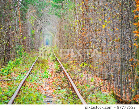 Ukraine winter love tunnel landscape Ukraine winter love tunnel landscape 87778552