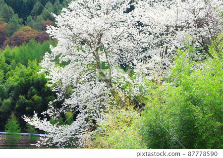 櫻花和竹林 由花草編織而成的美麗櫻花 Shikishi 櫻花和竹林 由花草編織而成的美麗櫻花 Shikishi 87778590
