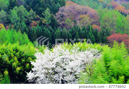 櫻花和竹林 由花草編織而成的美麗櫻花 Shikishi 87778602