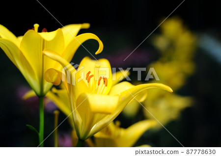 The lily flower I saw someday The lily flower I saw someday 87778630
