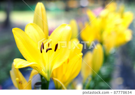 The lily flower I saw someday The lily flower I saw someday 87778634