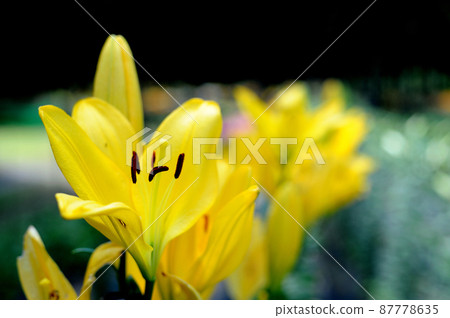 The lily flower I saw someday The lily flower I saw someday 87778635