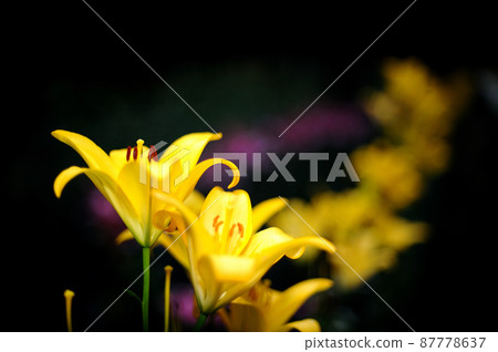 The lily flower I saw someday The lily flower I saw someday 87778637