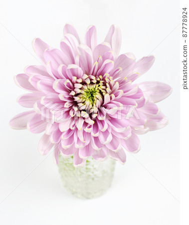 Pink chrysanthemum flower in a glass vase on white 87778924