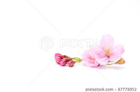 Cherry blossom isolated on white background. Sign of spring. Copy space 87778952