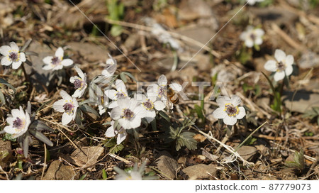 西方蜜蜂吮吸 Eranthis pinnatifida 的花蜜 西方蜜蜂吮吸 Eranthis pinnatifida 的花蜜 87779073