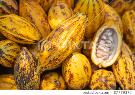 Raw Cocoa Chocolate bean. Theobroma fruit ripe plant seed. 87779373