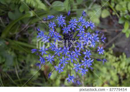 從正上方看到的 Scilla peruviana [蘆筍科，坩堝屬] 87779454