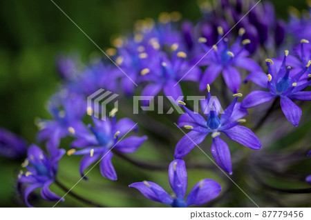 Macro photo of Scilla peruviana [Schiller peruviana] / Asparagus family, Crucible genus 87779456