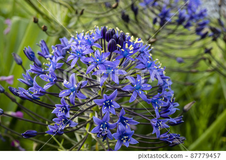 Scilla peruviana [Schiller peruviana] / Asparagus family, Crucible genus 87779457