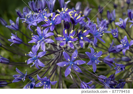 Scilla peruviana 花特寫鏡頭 [Schiller peruviana] / Asparagus family, Crucible 屬 87779458