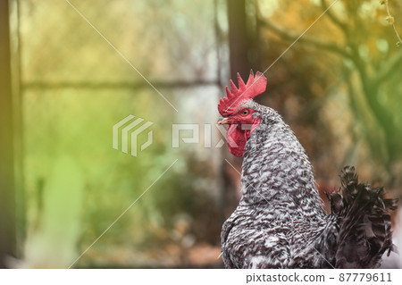 Motley rooster on a blurry background. 87779611