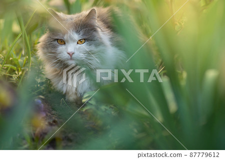 Cat is lying in the garden. Pretty happy cat lying on a plants background. Beautiful cat in the spring in a flowering garden. 87779612