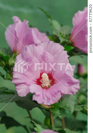 Pink hibiscus flowering on green grass landscape Pink hibiscus flowering on green grass landscape 87779620