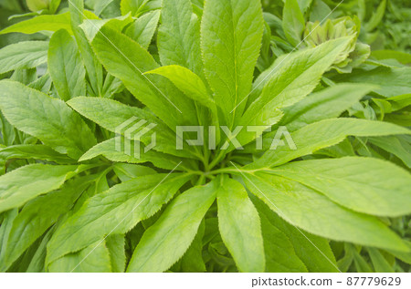 Green leaves hellebore Green leaves hellebore 87779629