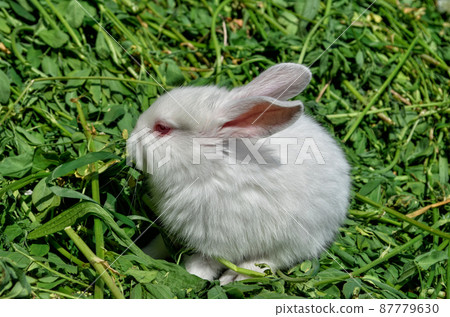 White rabbit sitting on green grass White rabbit sitting on green grass 87779630