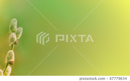 Spring background with pussy willow catkins. View with copy space 87779634