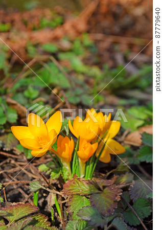 Yellow crocus spring flowers Yellow crocus spring flowers 87779640