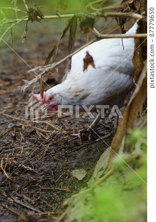 Hen in farm.  87779650