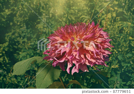 Dahlia blossom plant blend of mauve and peach color Dahlia blossom plant blend of mauve and peach color 87779651