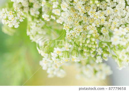 White Yarrow flower. Achillea millefolium with white flowers 87779658