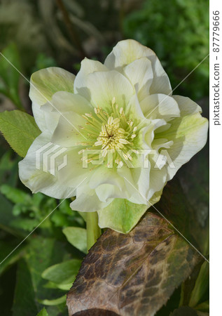 Winter rose or Christmas rose flower with evergreen foliage. Winter rose or Christmas rose flower with evergreen foliage. 87779666