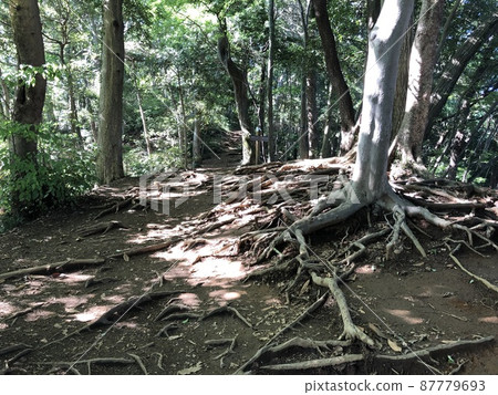 Tree roots on the Mt. Takao trail Tree roots on the Mt. Takao trail 87779693