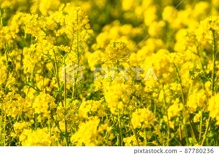 Image of rape field and spring in full bloom Image of rape field and spring in full bloom 87780236