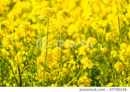 油菜花田和春天盛開的形象 87780246
