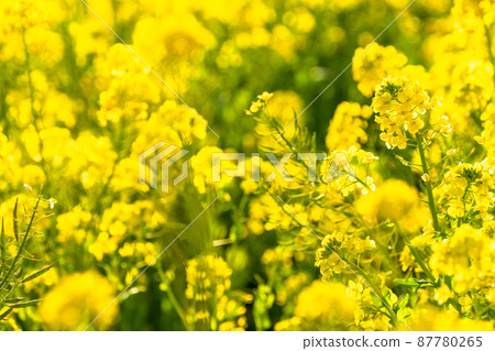 Image of rape field and spring in full bloom Image of rape field and spring in full bloom 87780265