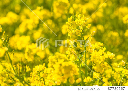 Image of rape field and spring in full bloom Image of rape field and spring in full bloom 87780267