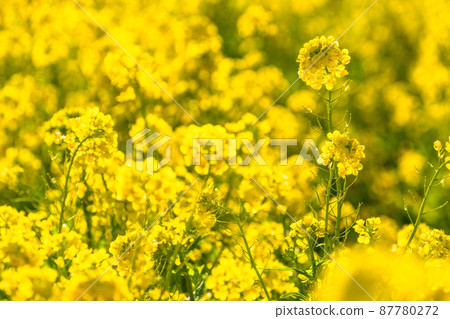 油菜花田和春天盛開的形象 87780272