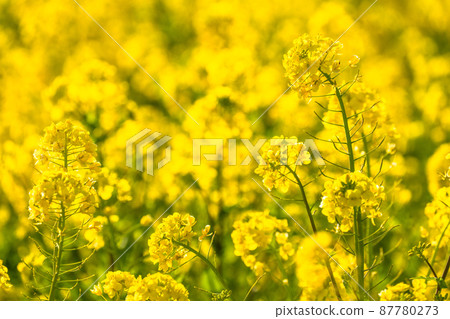 Image of rape field and spring in full bloom Image of rape field and spring in full bloom 87780273