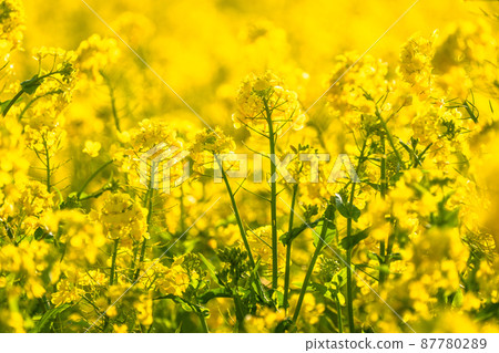 Image of rape field and spring in full bloom 87780289