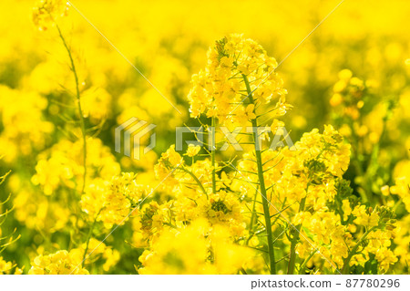 Image of rape field and spring in full bloom Image of rape field and spring in full bloom 87780296