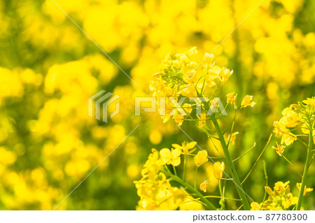 油菜花田和春天盛開的形象 87780300